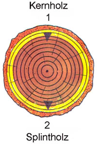 Kernholz