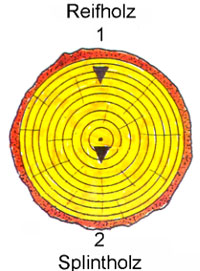 Reifholz